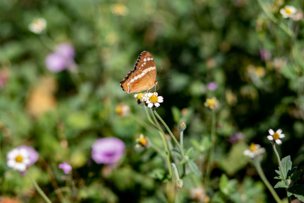 Butterfly and wildflowers during the green season in Costa Rica